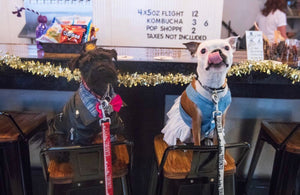 THE BEST DOG FRIENDLY BREWERIES IN TORONTO
