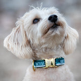 The collar every dog wants at the Vancouver dog park: a gold buckle with a vancouver skyline print