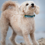 Made for dogs of Vancouver, the teal and silver YVR collar 
