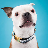 derpy faced dog in Toronto dog collar with gold buckle