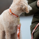 Orange Calgary dog collar and matching Calgary dog leash