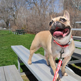 Frenchie wearing Toronto dog collar and leash in red