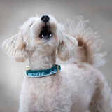 Dog howling with excitement over his Vancouver collar in Teal with a gold buckle
