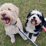 Doodle and Bernadoodle with Toronto leashes and collars from Bone and Bred