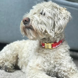 Wheaten terrier dog wearing Toronto dog collar from Bone and Bred