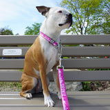 Boston terrier dog wearing Toronto dog collar and Toronto leash in pink