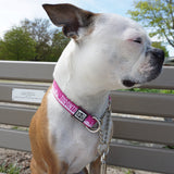 Toronto martingale collar in pink