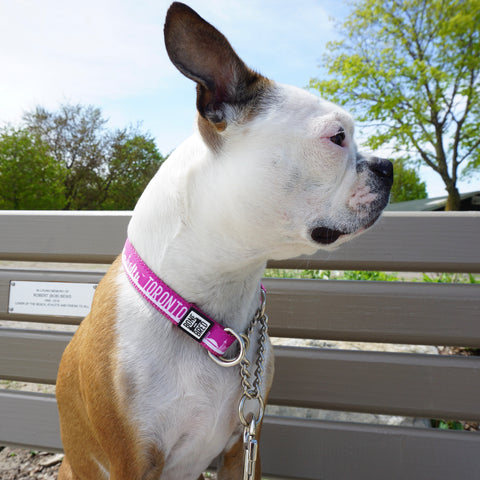 Pink martingale dog collar with Toronto pattern on Boston Terrier