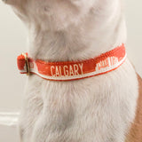 Calgary dog collar on Boston Terrier dog model
