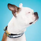 Toronto Terrier wearing the exclusive Toronto dog collar from Bone and Bred