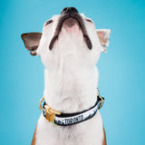 Boston terrier dog in Toronto dog collar with gold metal buckle in black and white